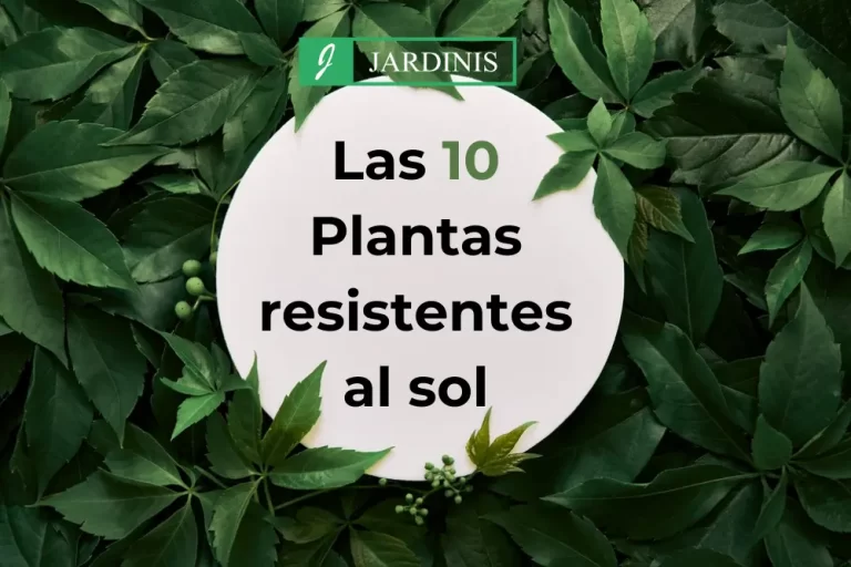 plantas resistentes al sol