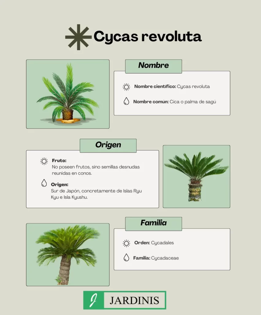 cycas revoluta