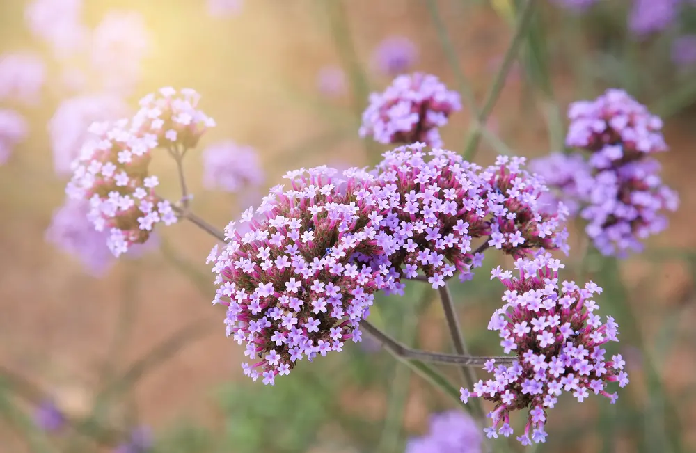 planta verbena