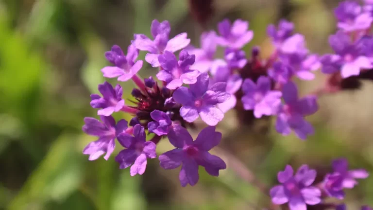 Verbena rigida