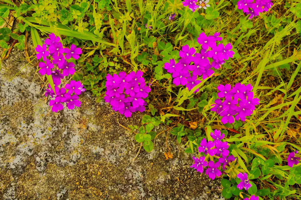 Verbena tenuisecta