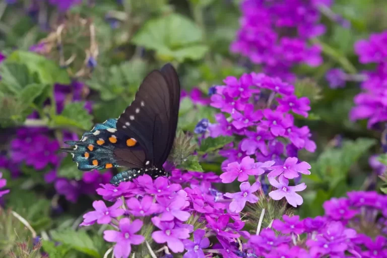 Verbena canadensis