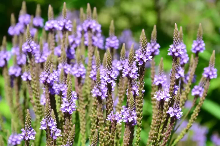 Verbena hastata