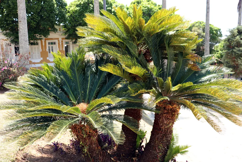 cycas revolutas