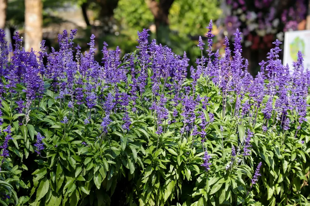 salvia