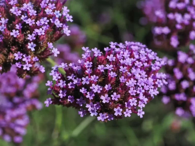 Verbena bonariensis