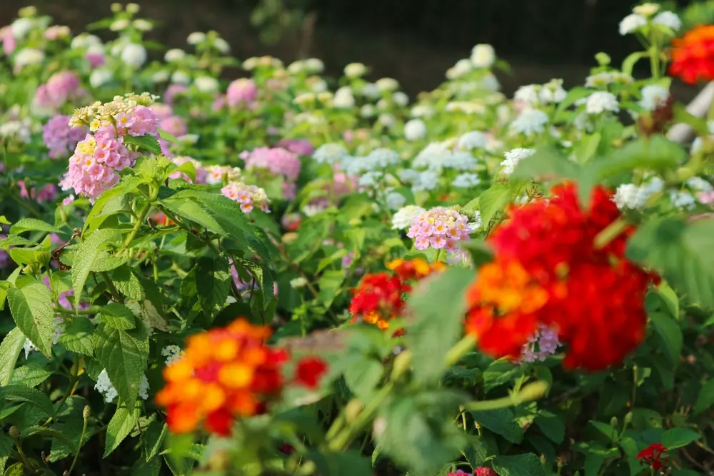 lantana