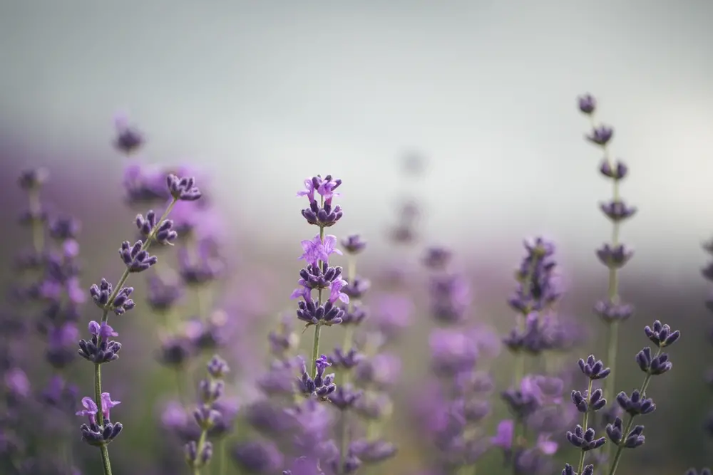 lavanda