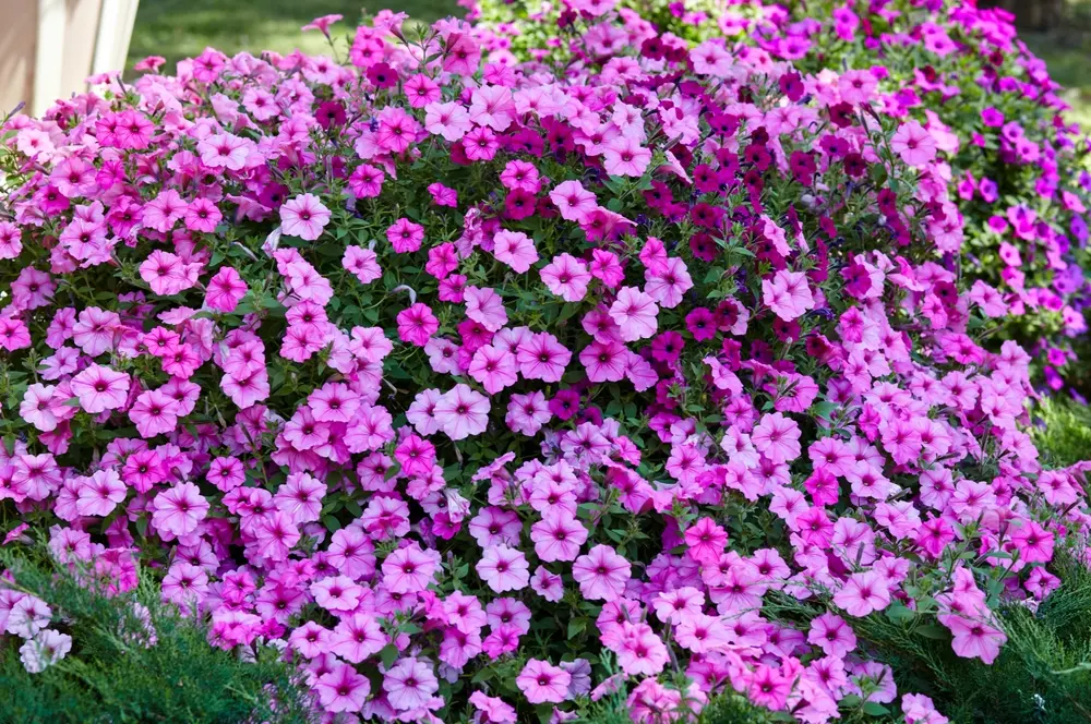 petunias