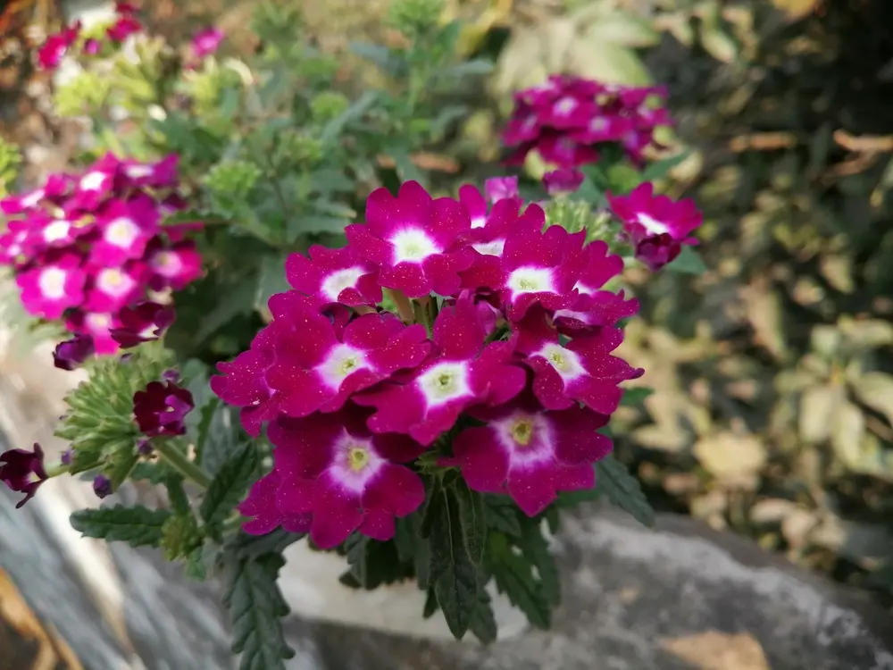 Verbena x hybrida