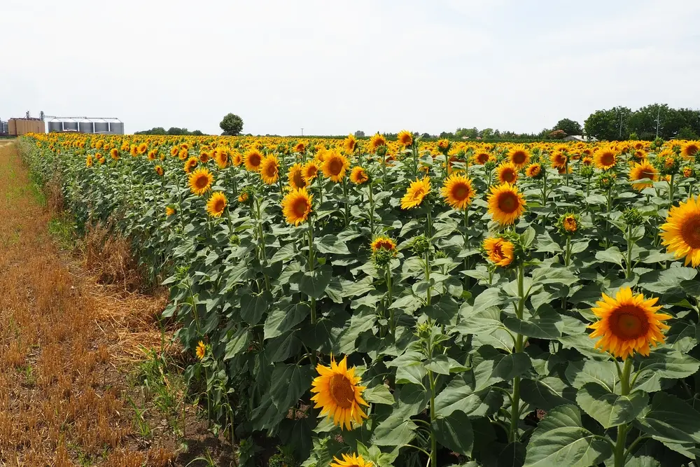 girasol