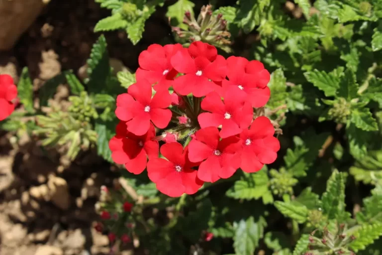 Verbena peruviana