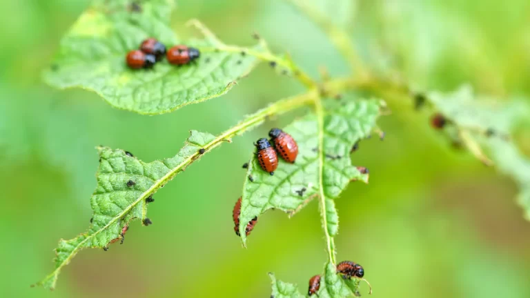 5 pesticidas naturales